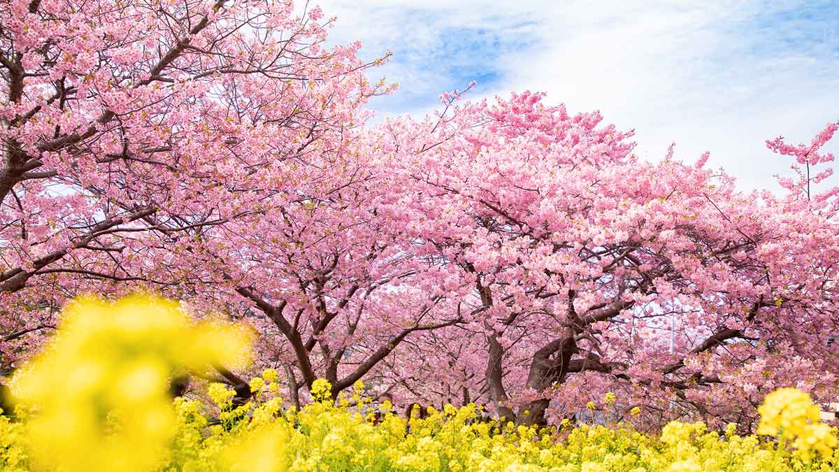 河津桜の完全ガイド2024！ついに見頃。河津桜まつりにおすすめの名所・穴場も