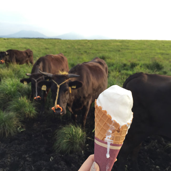 阿蘇の高原の中で搾りたて牛乳のアイスクリーム。牛さんに狙われています