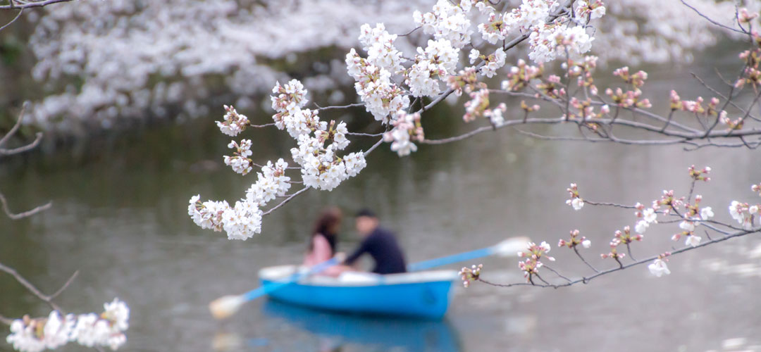 東京の桜の名所でお花見デート_OZmall