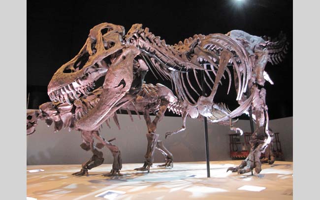 4.ティラノサウルス（ワイレックス）全身骨格