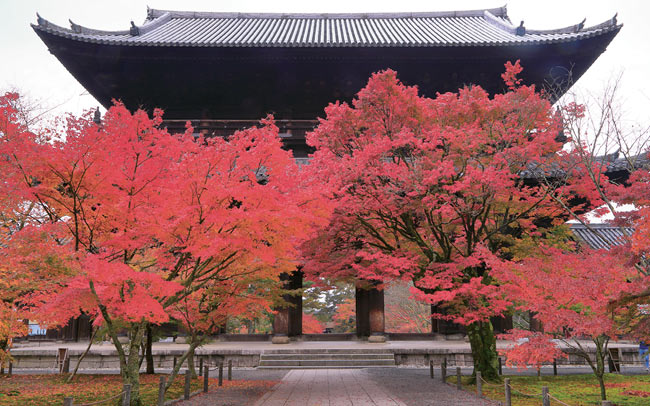 岡崎エリアで紅葉が楽しめる寺社めぐり