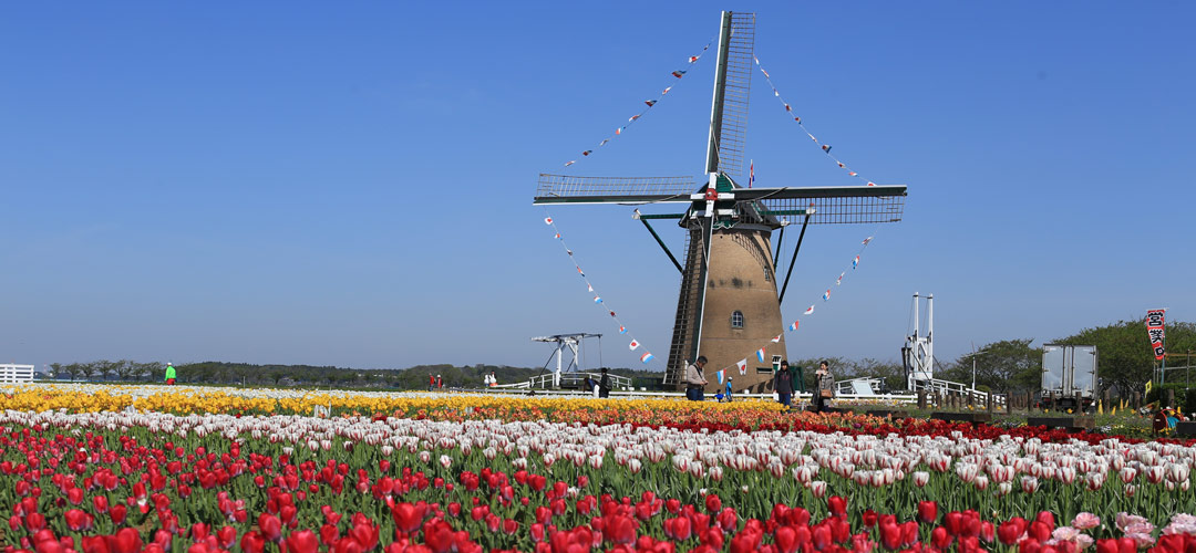 オランダ風車とチューリップのコラボレーションにときめく！海外旅行気分で「佐倉チューリップフェスタ2022」を楽しもう
