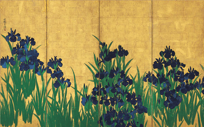年に一度！金屏風に咲く鮮やかな群青色のカキツバタ