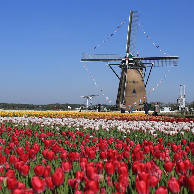 オランダ風車とチューリップのコラボレーションにときめく！佐倉ふるさと広場「佐倉チューリップフェスタ」