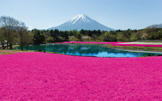 富士山と芝桜のコラボレーションに感動！