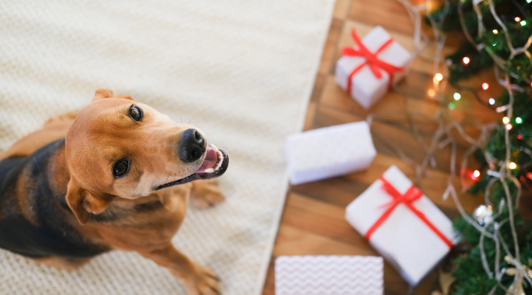 愛犬へのクリスマスプレゼントの予算・アイテム別のランキング
