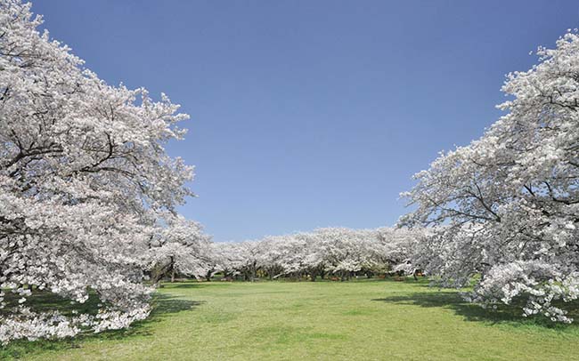 子供と行きたい定番のお花見スポット4位国営昭和記念公園