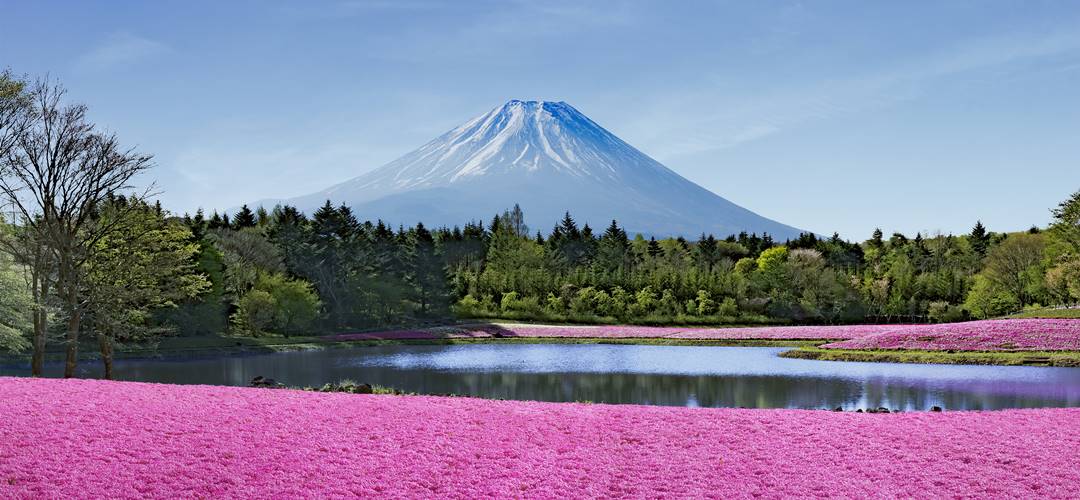 残雪が美しい富士山と、ピンク色の芝桜のコントラストは圧巻！富士本栖湖リゾートの「富士芝桜」