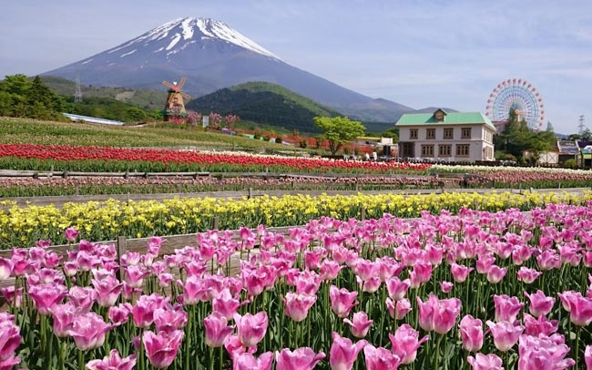 お花畑と春スイーツが待つ、日帰り静岡旅へ