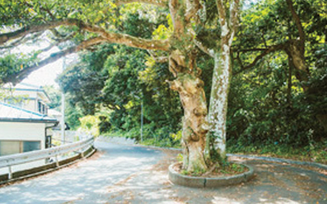 式根島、朋輩の樹