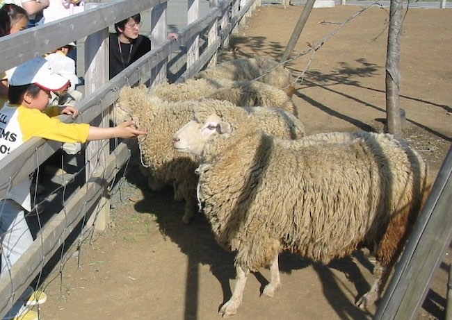 羊との触れ合いに、乗馬体験も。かわいい動物たちに癒される