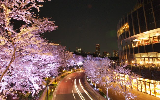 「東京ミッドタウン」の桜演出に圧倒される
