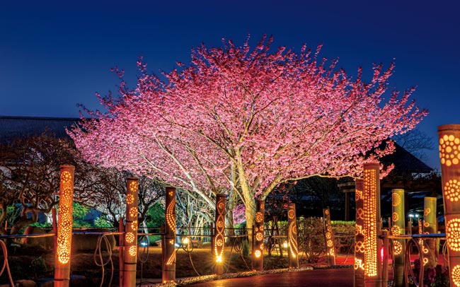 土肥金山、夜桜ライトアップ