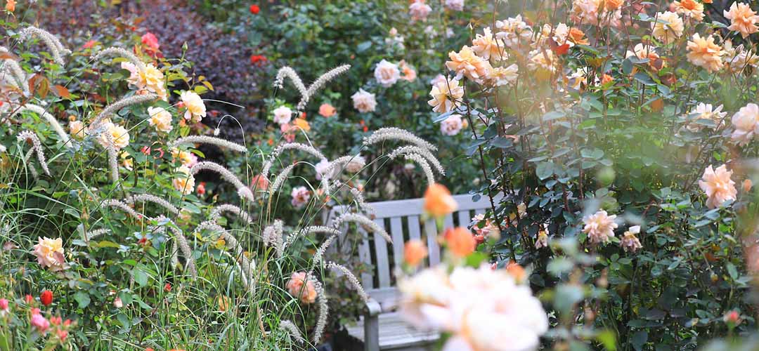 1800種2000株のバラが咲くイギリス式庭園に癒される「横浜イングリッシュガーデン」