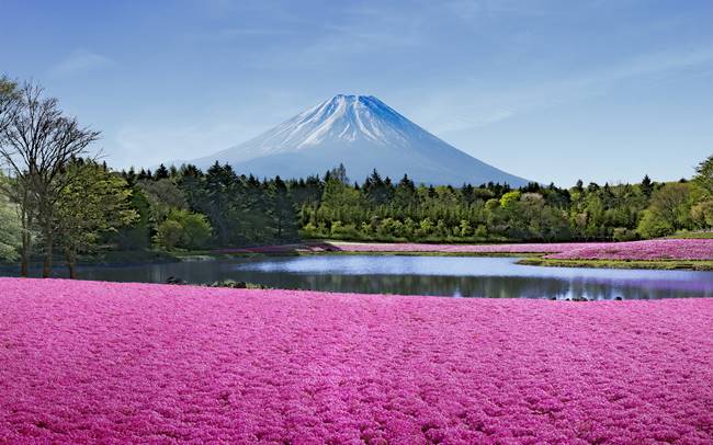 富士山×芝桜は圧巻！花を愛でる春さんぽへ