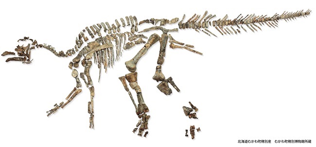 特別展「恐竜博2019」＠国立科学博物館「むかわ竜」 全身実物化石