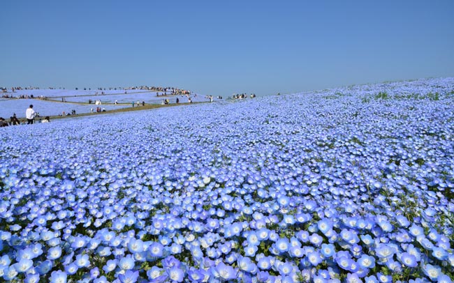 【5位】国営ひたち海浜公園「Flowering 2019」