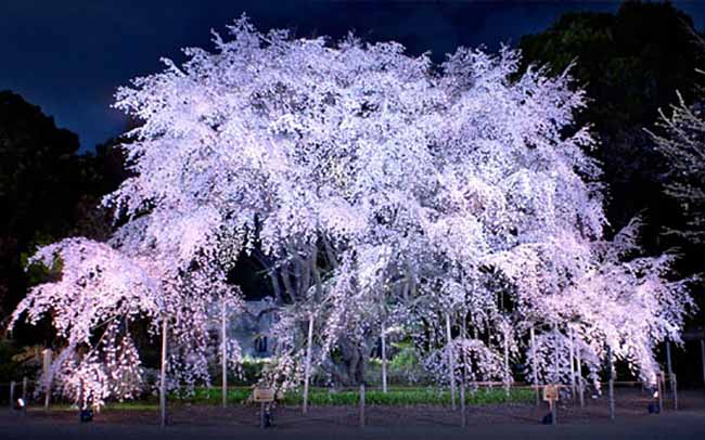 お花見デートの定番スポット4位六義園