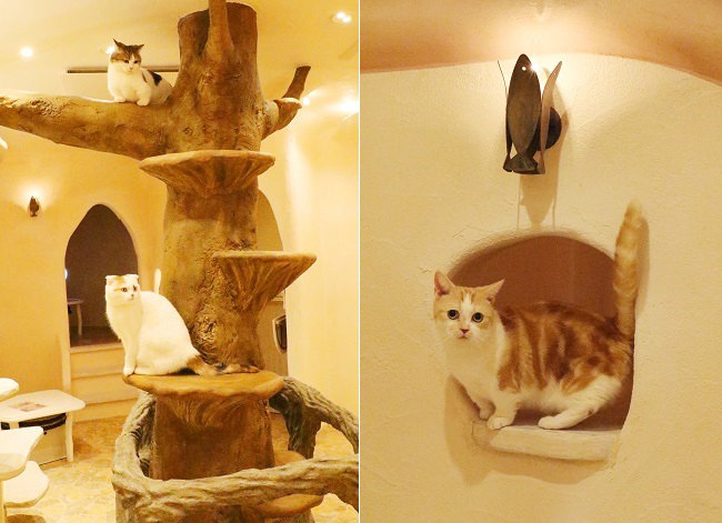 てまりのおしろ　猫の木と壁面