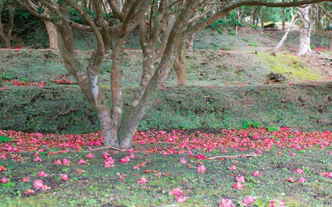 椿やユリが咲く、フラワーアイランド利島