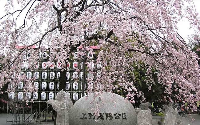 ひとりで行きたいお花見スポット5位上野恩賜公園
