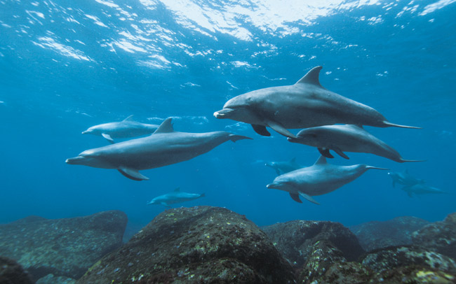 青い海で野生のイルカと泳げる御蔵島