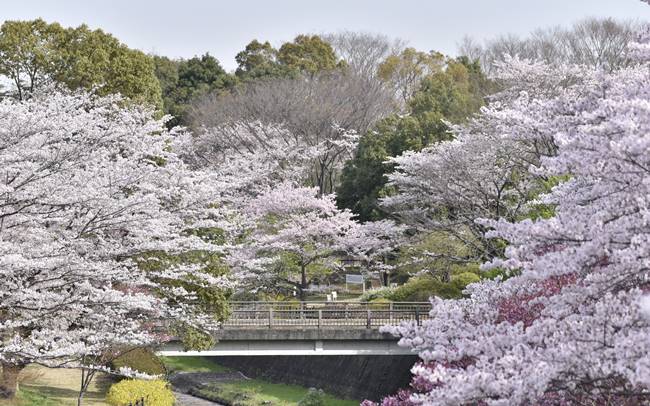 立川の国営昭和記念公園「フラワーフェスティバル 2021」の魅力２