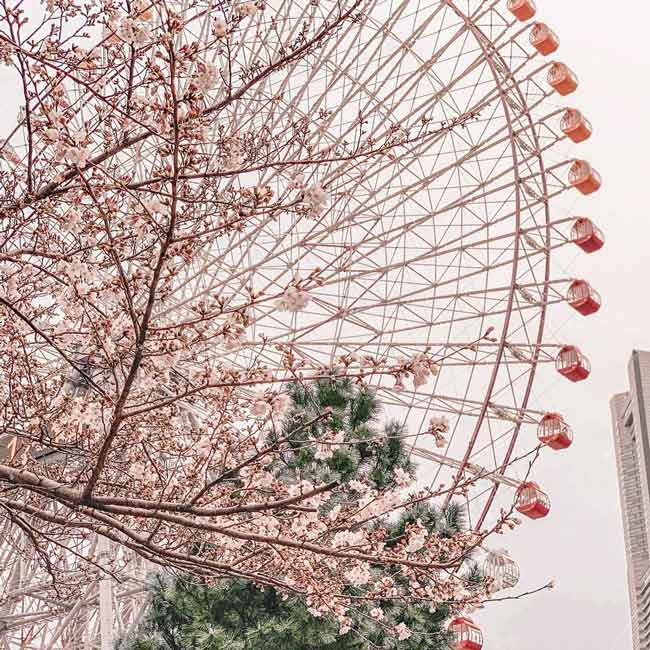 【2位】観覧車と桜のコラボレーション！潮風に吹かれて春を満喫「横浜みなとみらい」