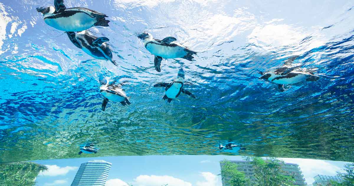 ひんやり涼しい。東京近郊・関東のおすすめ水族館2023