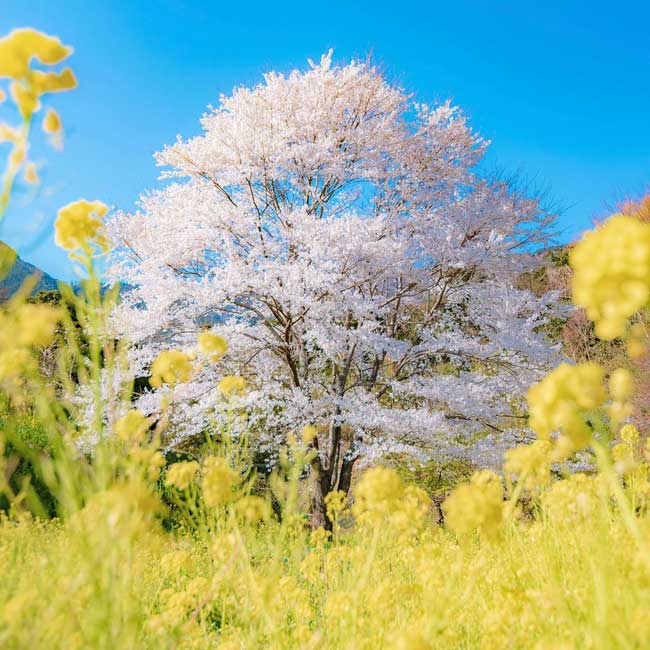 【4位】桜×菜の花のコントラストが美しい。知る人ぞ知る絶景お花見スポット、秦野市蓑毛「淡墨桜」