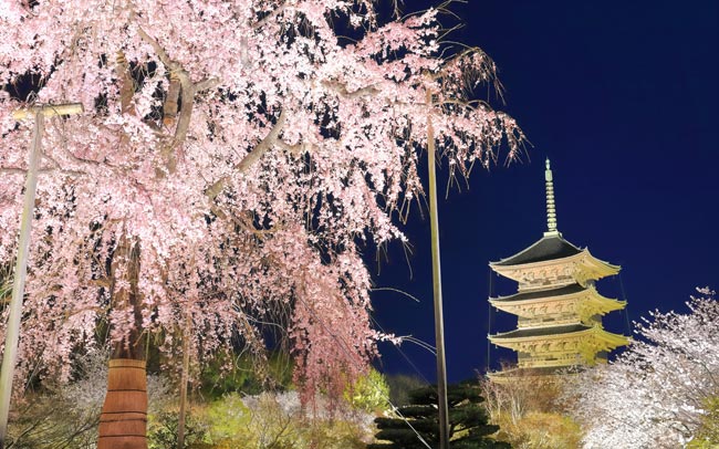 京都“夜桜ライトアップ2023”めぐり～東寺、妙顕寺、平野神社、祇園白川
