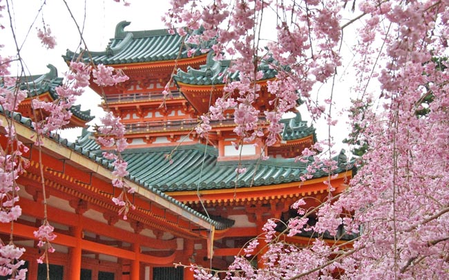 京都、桜の名所をぐるりとめぐる～平安神宮、上賀茂神社、平野神社