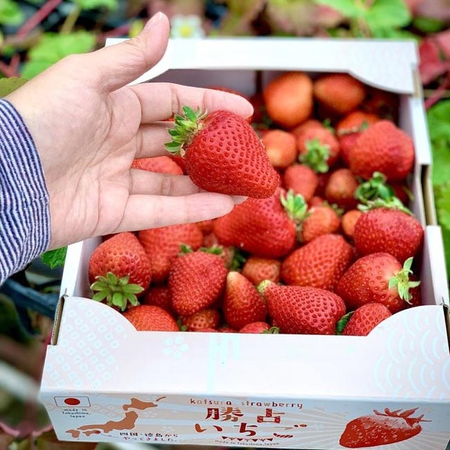 【徳島県】いちご農家 西岡農園の「たっぷり勝占苺2キロ」