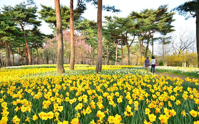 茨城県・国営ひたち海浜公園「Flowering 2020」の魅力１