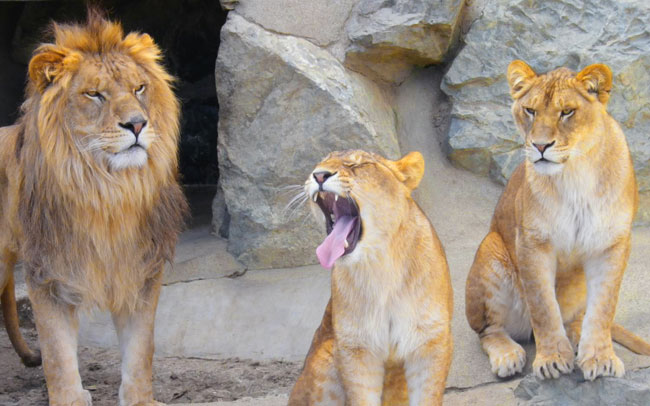 猛獣舎がオープン！茨城県唯一の動物園
