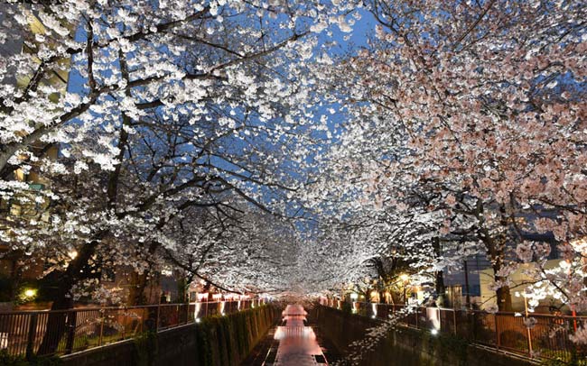 横浜・みなとみらいでお花見！桜の名所7選